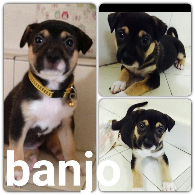 Banjo - Mixed Breed Dog