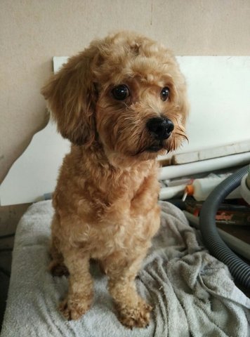 Mao Mao ( Poodle) - Poodle Dog