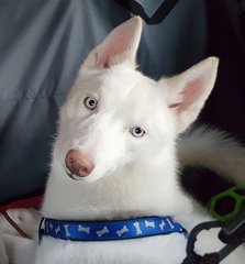 Luffy  - Siberian Husky Dog