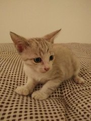 Mickey - Domestic Short Hair Cat