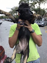 Leila - Mixed Breed Dog