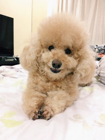 Milo - Poodle Dog