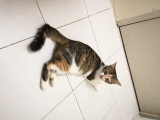 Chumiko Chanteq - Domestic Short Hair Cat