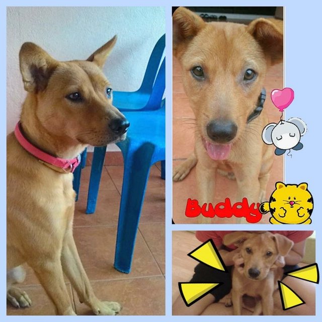 Buddy - Mixed Breed Dog