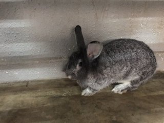 Monster - Bunny Rabbit Rabbit
