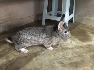 Monster - Bunny Rabbit Rabbit