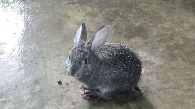 Greyish - Bunny Rabbit Rabbit