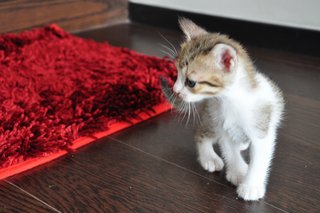 Kitten No. 1 - Tabby Cat