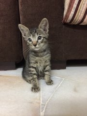 Tiny - Tabby Cat