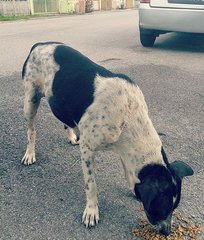 Polka - Dalmatian Mix Dog