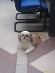 Wiwi - Shih Tzu Dog