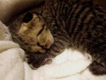 3 Cute Kittens - Domestic Short Hair Cat