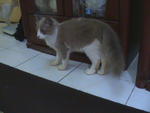 Sunshine - Tabby + Domestic Long Hair Cat