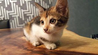 Teacup - Tabby Cat