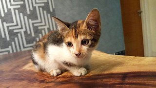 Teacup - Tabby Cat