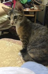 Tia - Tabby Cat