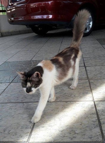 Fatty  - Calico + Domestic Medium Hair Cat