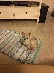 Fixie  - Domestic Short Hair + Bengal Cat