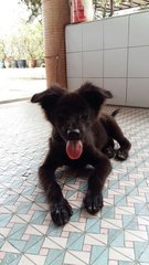 Baby - Mixed Breed Dog
