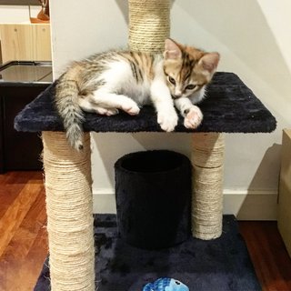 Reiko - Calico + Tabby Cat