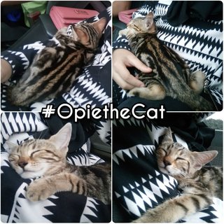 Opie - Bengal Cat