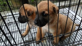 Stray Puppies - Mixed Breed Dog