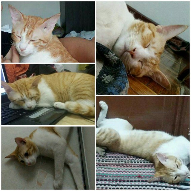 Yoshi - Domestic Short Hair Cat