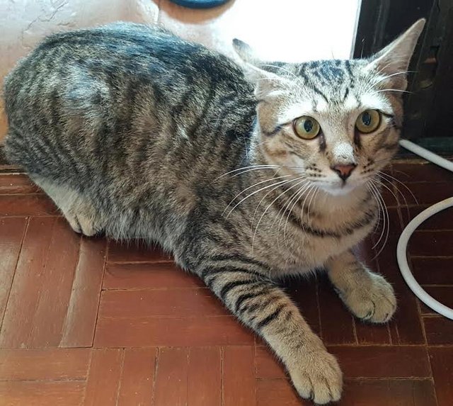 Scotty - Domestic Short Hair Cat