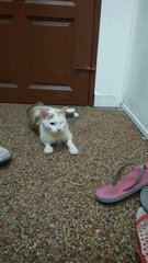 Maomao - Domestic Medium Hair Cat