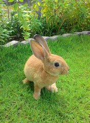 Gracie - Mini Rex Rabbit
