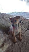 Puppies - Mixed Breed Dog