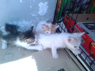 kitty no 5 (white one in the front)