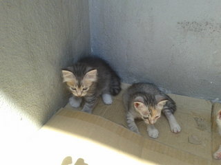 kitty no 1 & kitty no 4