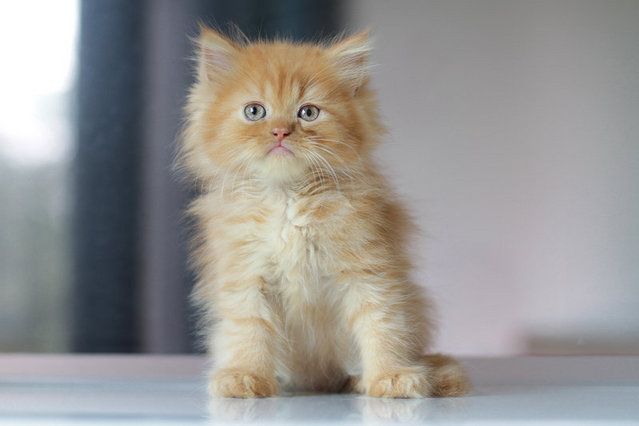 Adam - Persian Cat