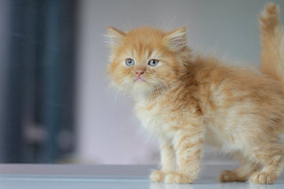 Adam - Persian Cat