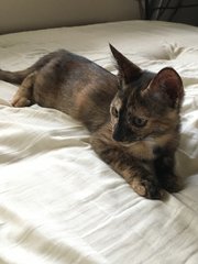 Playful Kitten - Tortoiseshell + Domestic Short Hair Cat