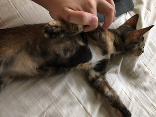 Playful Kitten - Tortoiseshell + Domestic Short Hair Cat