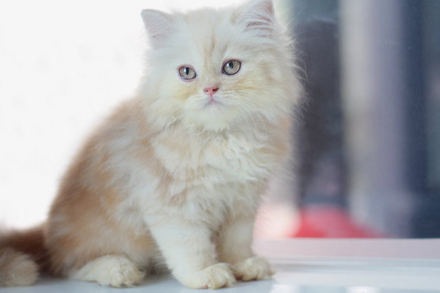 Odie - Persian Cat