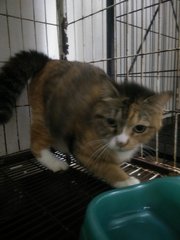 A Street Cat Named Bobelina - Domestic Medium Hair + Persian Cat