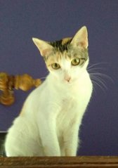 Katie - Domestic Short Hair Cat