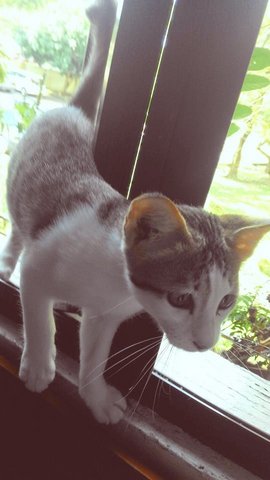 Rony - Domestic Short Hair Cat
