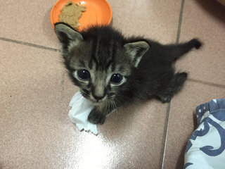 When kitten was rescued 