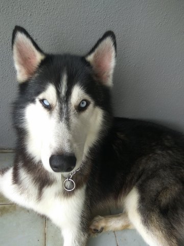 Husky (He Is Back With His Owner)  - Husky Dog