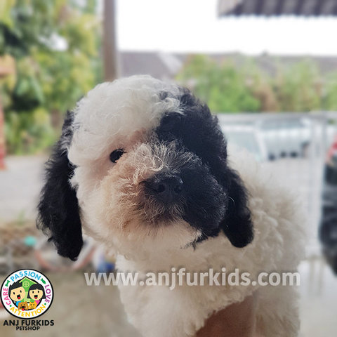 Parti Black Toy Poodle Puppies - Poodle Dog