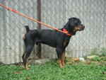 Rambo - Rottweiler Dog