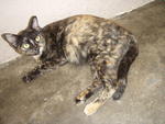 Sengal - Domestic Medium Hair Cat