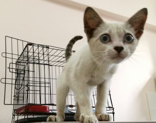 Dazzle - Siamese + Domestic Medium Hair Cat
