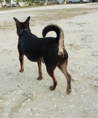Shadow - Mixed Breed Dog