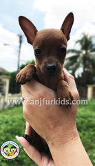 Adorable1 Male Brown Mini Pinscher Puppy  - Miniature Pinscher Dog