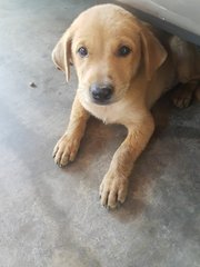 8 Weeks Male Puppy - Mixed Breed Dog